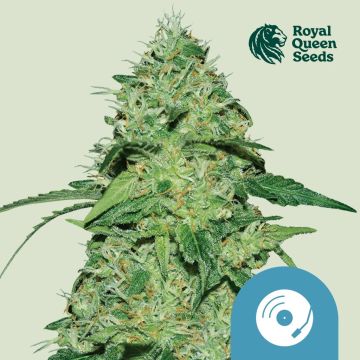 Joanne's CBD (Royal Queen Seeds)