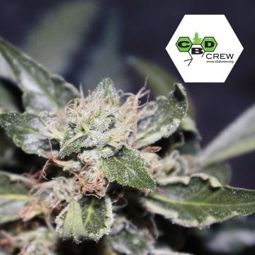 CBD MedGom Auto (CBD Crew) 3 zaden
