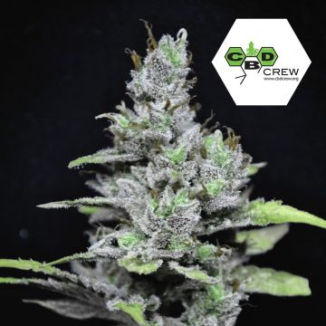 CBD MediHaze (CBD Crew) 5 zaden