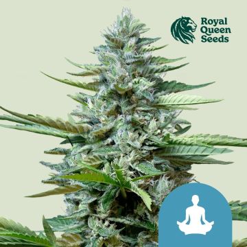 Stress Killer Automatic CBD (Royal Queen Seeds) 5 zaden