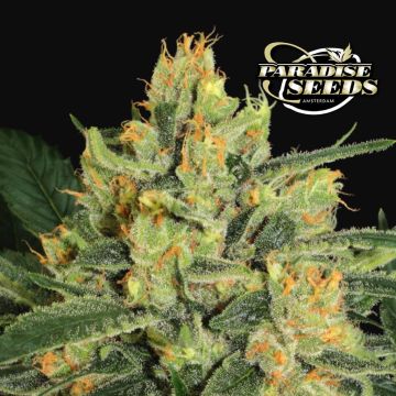 Durga Mata II CBD (Paradise Seeds)