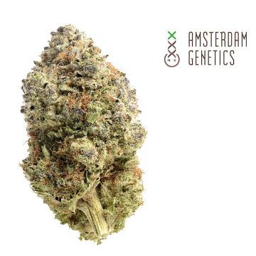 Fatkid’s Cake (Amsterdam Genetics) 3 zaden