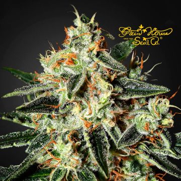 GH Cheese (Greenhouse Seeds) 5 zaden