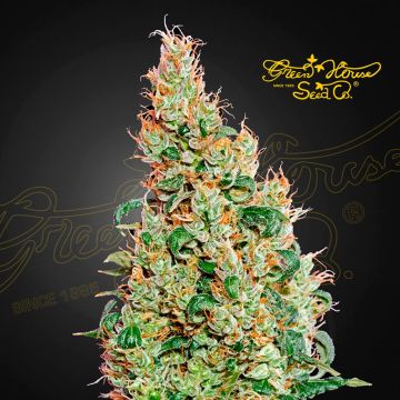 Green-O-Matic Autoflower (Greenhouse Seeds) 5 zaden