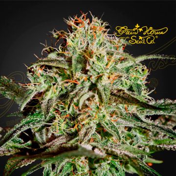 A.M.S. (Greenhouse Seeds) 5 zaden