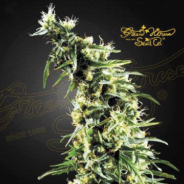 Hawaiian Snow (Greenhouse Seeds) 5 zaden