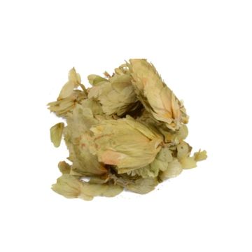 Hop [Humulus lupulus] 20 gram