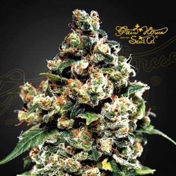 Jack Herer (Greenhouse Seeds) 5 zaden