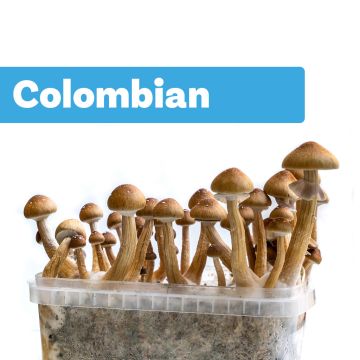 Paddo Kweekset Colombian (Ready-to-Grow Growkit)