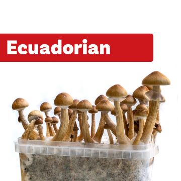 Paddo Kweekset Ecuadorian (Ready-to-Grow Growkit)