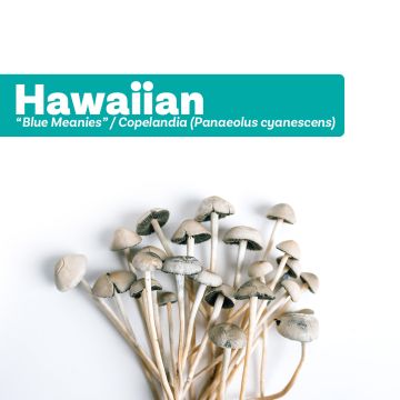 Paddo Kweekset Hawaiian (Copelandia Cyanescens Growkit) 1200 cc