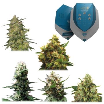 Medische Mix CBD (Royal Queen Seeds) 5 zaden