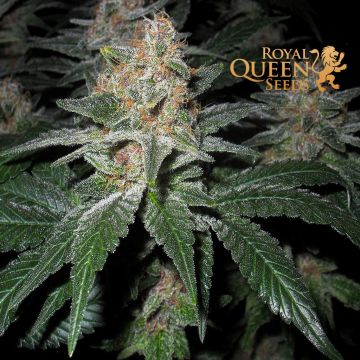 O.G. Kush (Royal Queen Seeds) 5 zaden