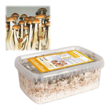 Paddo Kweekset Golden Teacher (Ready-to-Grow Growkit)