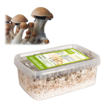 Paddo Kweekset Mexican (Ready-to-Grow Growkit)
