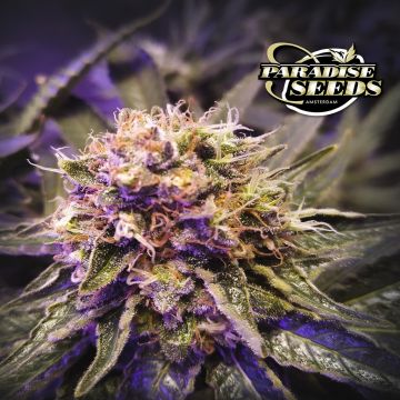 Blue Kush Berry (Paradise Seeds) 3 zaden