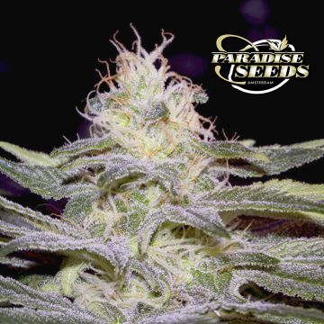 Sensi Star (Paradise Seeds) 3 zaden