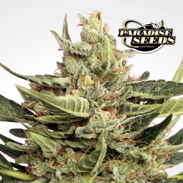 Vertigo Autoflower (Paradise Seeds) 3 zaden