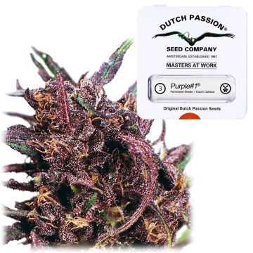 Purple #1 (Dutch Passion) 3 zaden