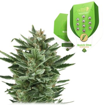 Quick One Autoflower (Royal Queen Seeds) 5 zaden