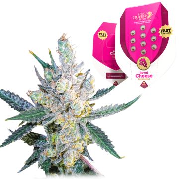 Royal Cheese Fast Flowering (Royal Queen Seeds) 5 zaden