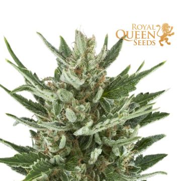 Speedy Chile Fast Flowering (Royal Queen) 3 zaden