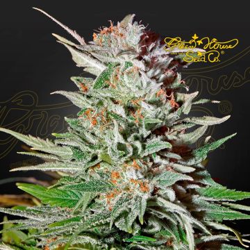 Super Lemon Haze Auto CBD (Greenhouse Seeds) 5 zaden