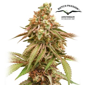 Tropical Tangie (Dutch Passion)