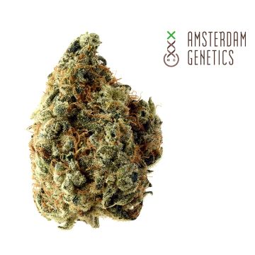 White Choco (Amsterdam Genetics) 3 zaden