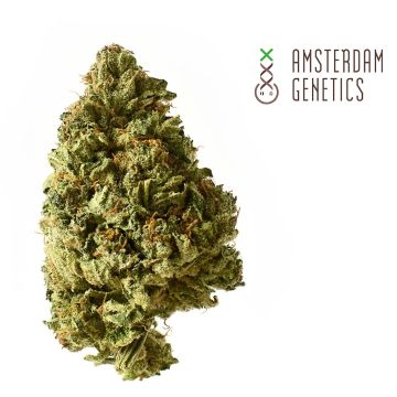 White Choco Autoflower (Amsterdam Genetics) 3 zaden