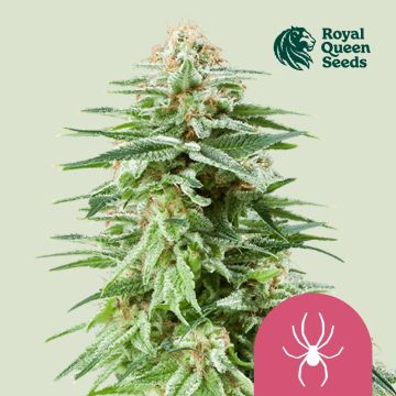 White Widow (Royal Queen Seeds) 5 zaden