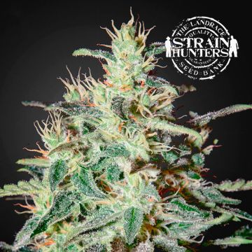 White Lemon (Strain Hunters) 5 zaden