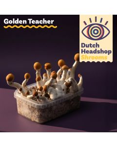 Paddo Kweekset Golden Teacher (Huismerk)