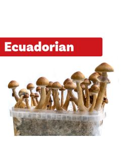 Paddo Kweekset Ecuadorian (Ready-to-Grow Growkit)