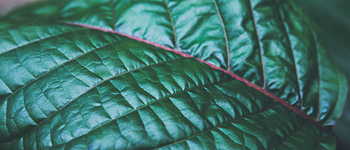 Kratom - Wat is Kratom en wat zijn de Effecten?