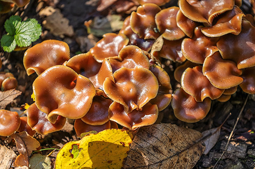 blauwwordend kaalkopje (psilocybe cyanescens)