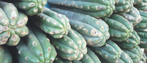 Mescaline Cactussen - Hoe Gebruik je Peyote en San Pedro?
