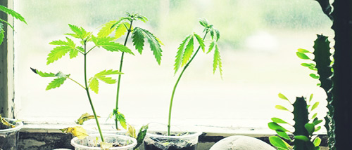 5 Tips voor de Groei van je Wietplant