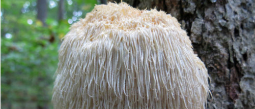 4 redenen waarom de pruikzwam (Lion’s Mane) bijzonder is