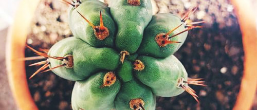 San Pedro Cactus Kweken: Zaden Ontkiemen & Groeien