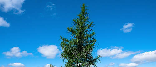 7 Tips om een Wietboom te Kweken in de Tuin