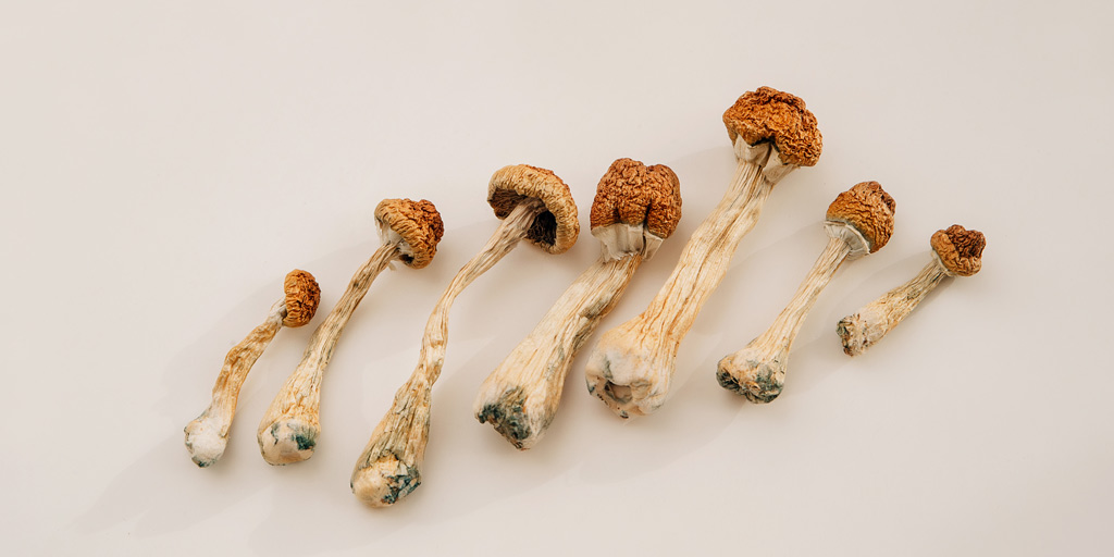 Gedroogde psilocybe cubensis paddenstoelen.