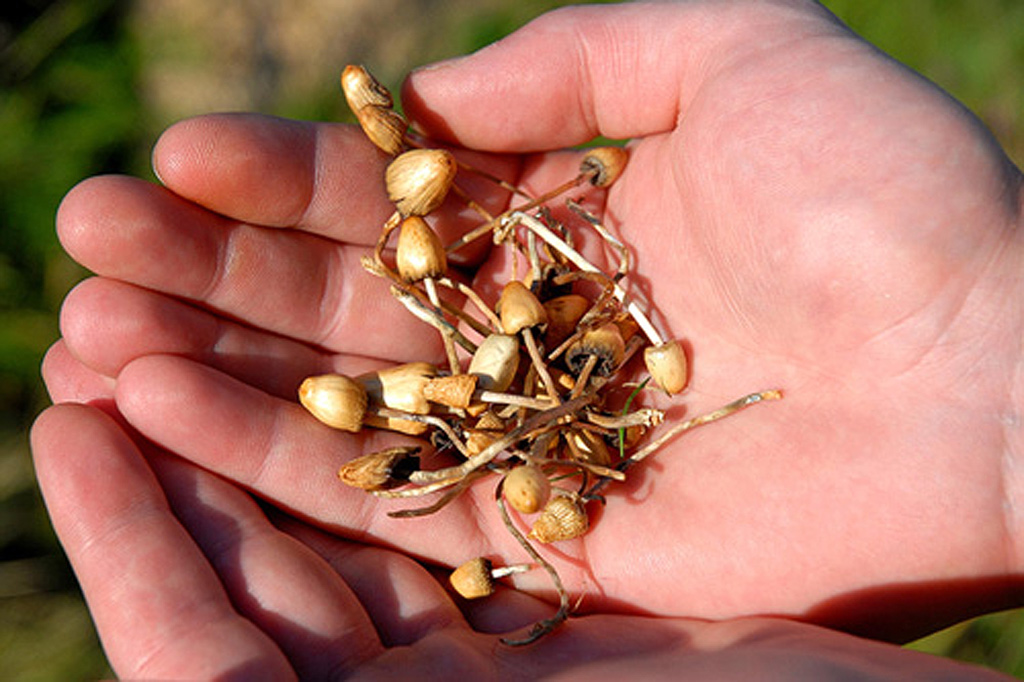 Puntig kaalkopje - Psilocybe semilanceata