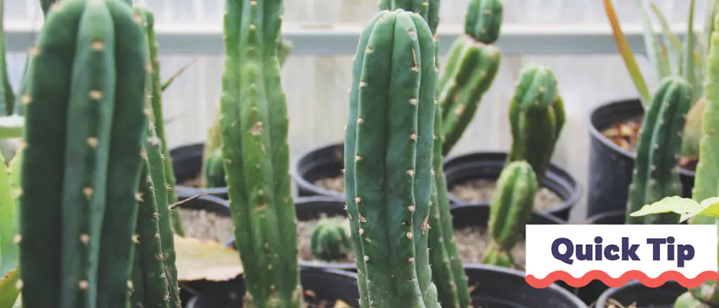 San Pedro Cactus Stekken | Quick Tip