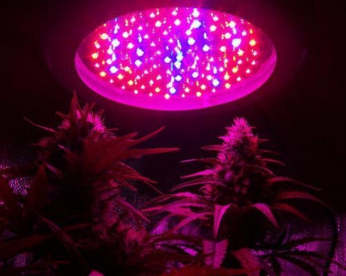 wiet onder LED-lampen
