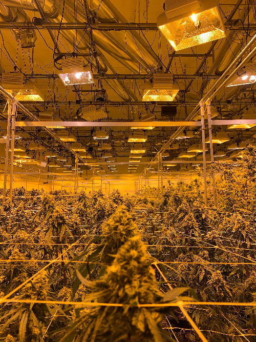 best marijuana strains indoor growing