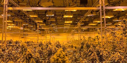 best marijuana strains indoor growing