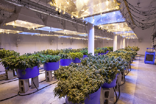 indoor cannabis anbau mit LED