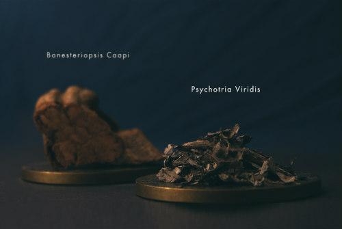 ingrediënten ayahuasca