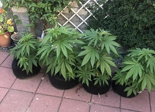 indica wietplantjes in de tuin